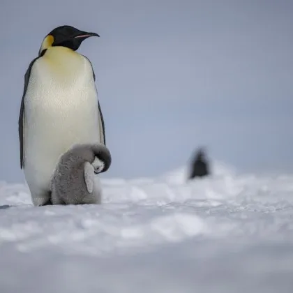 Климатични промени застрашават императорските пингвини