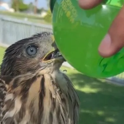 Мъж напи защитен сокол, отива зад решетките