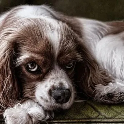 Пребиха с прът малко пале