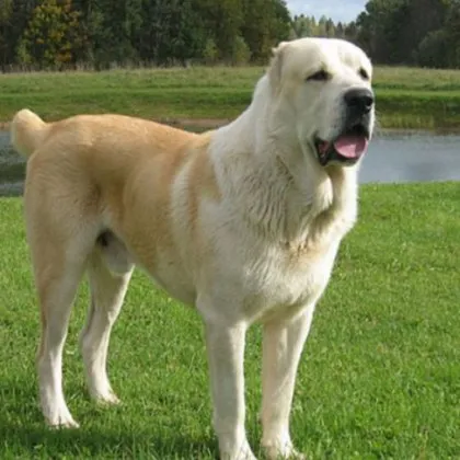 Агресивен алабай вилня из село, борят се за живота на куче