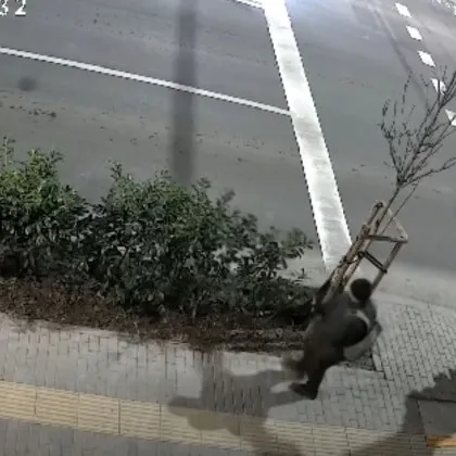 Мъж изряза храстите на столична улица ВИДЕО