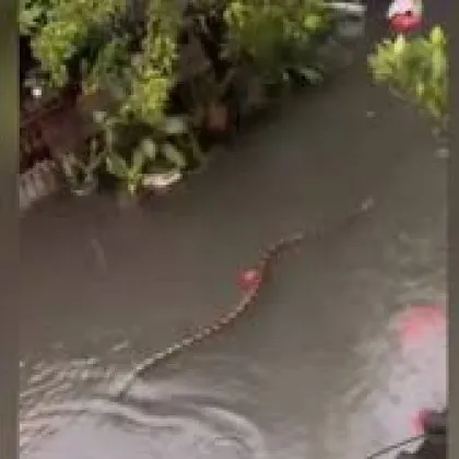 Питони, заснети на ВИДЕО, плуват по улиците на Бали
