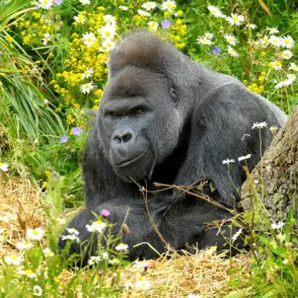 Тъжно! Почина една от горилите от затворения зоопарк в Бристол