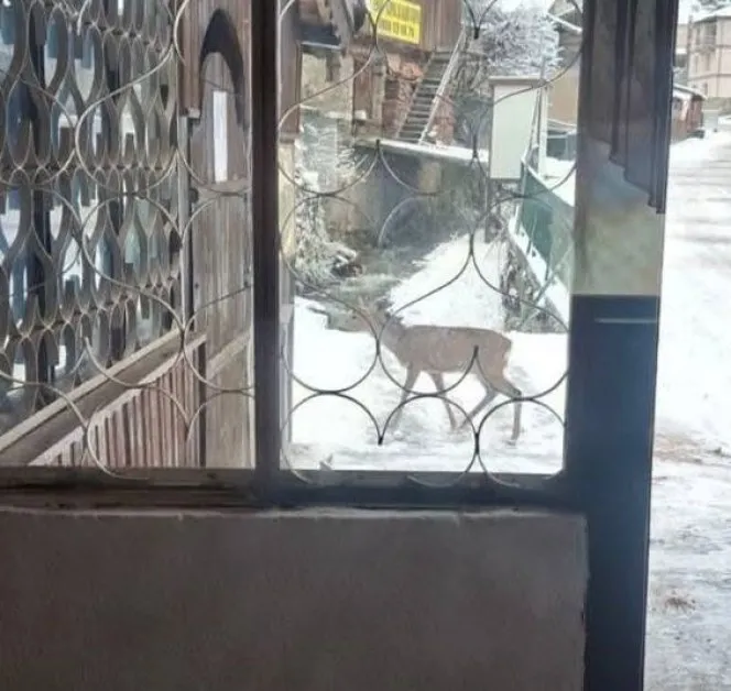 Грациозна туристка се разходи из родопско село СНИМКИ