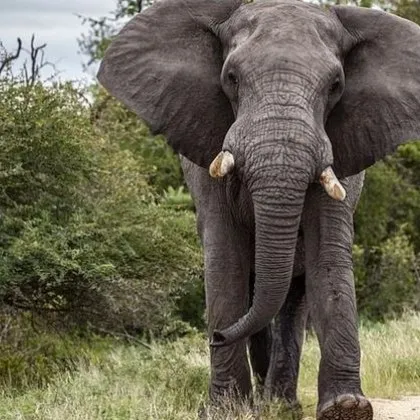 Слон уби тийнейджърка, откри я баща ѝ