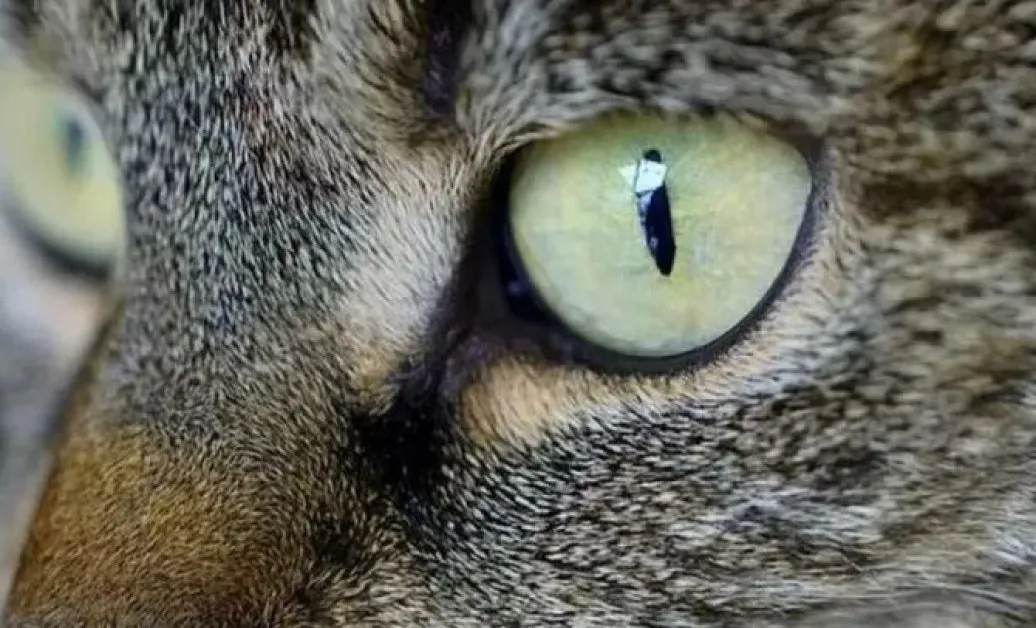 Разхвърляха отрова из Асеновград, има жертва