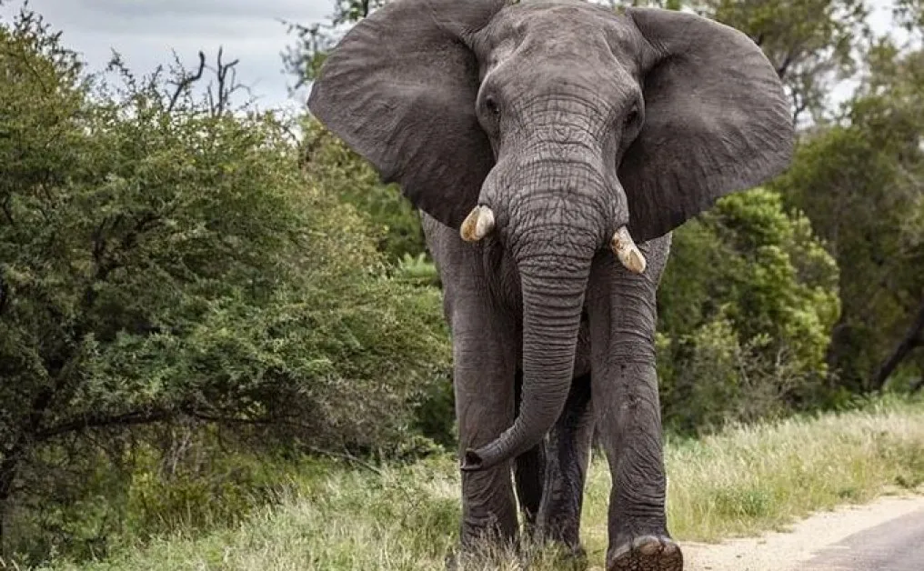 Слон уби тийнейджърка, откри я баща ѝ