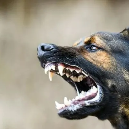 Домашно куче нахапа 5-годишно момиченце, пострадаха и две жени