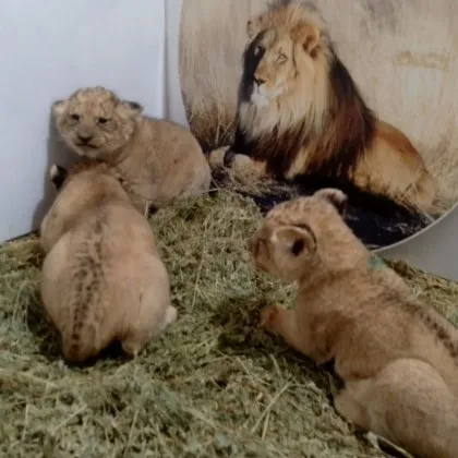 Три лъвчета се родиха в Старозагорски зоопарк СНИМКИ