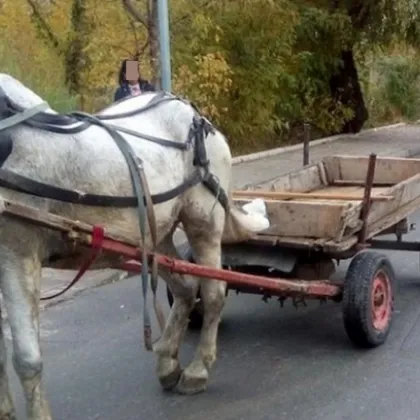 В Сливенско: Мъж падна от каруца и загина