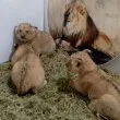 Три лъвчета се родиха в Старозагорски зоопарк СНИМКИ