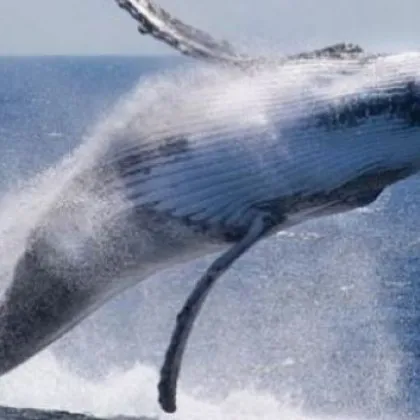 Силна сплотеност: Издъхнаха 50 кита, последвали своя другарка в плитки води