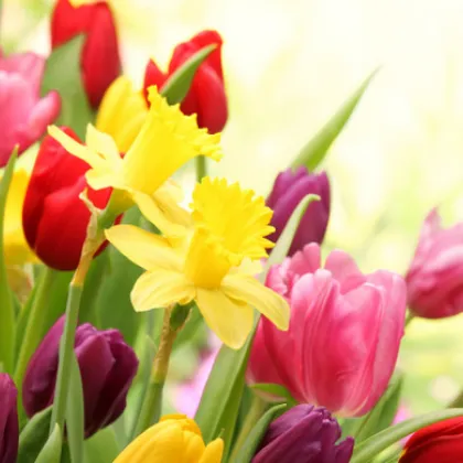 Колко струват цветята в навечерието на 8 март