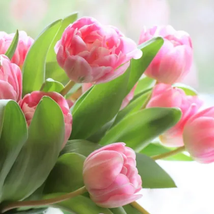 Осми март е - Международен ден на жената