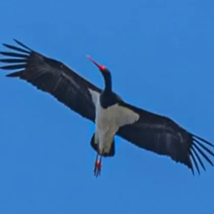 Първият черен щъркел за годината долетя у нас