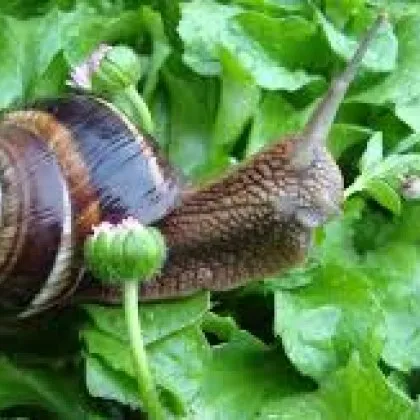 Слузест апокалипсис: охлюви нападнаха европейска страна