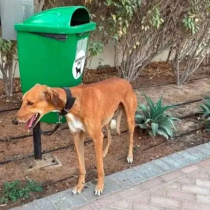 В Дубай хората масово изоставят или евтаназират домашните си любимци