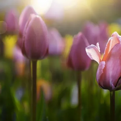 Откраднаха цветя за 1000 евро на 8 март край Несебър