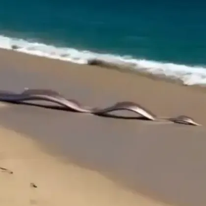 Лоша поличба? Две &bdquo;риби &ndash; вестители на бедствия" изплуваха на брега в Мексико