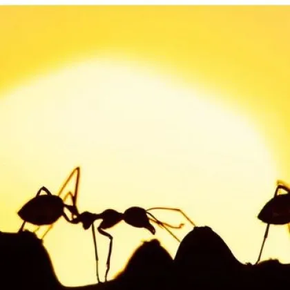 Арест на летище! Спипаха трафикант... на мравки