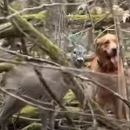 Където думите са излишни: куче и сърничка показаха как изглежда истинската хармония ВИДЕО