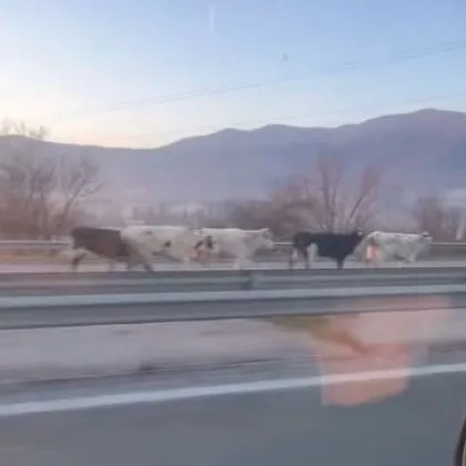 Стадо крави изскочи на наша магистрала, поеха към София в насрещното СНИМКИ