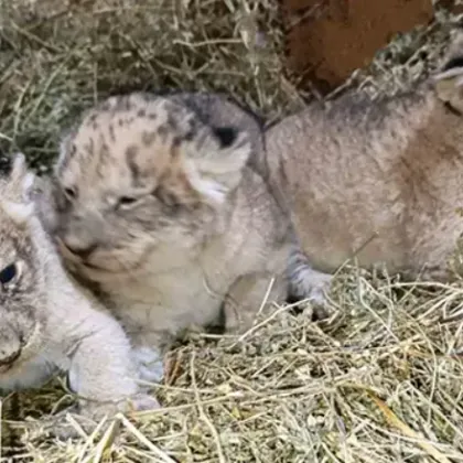 Трите лъвчета от зоопарка в Стара Загора вече имат имена