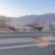 Стадо крави изскочи на наша магистрала, поеха към София в насрещното СНИМКИ