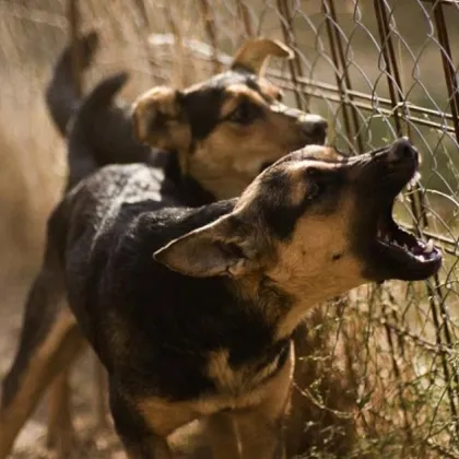 Брутална агресия в Русе: Насъскаха глутница кучета срещу жена с команда "Дръж"