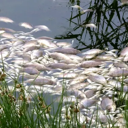 Щети за над 580 хил. евро: Задържаха мъж за отравянето на 1,5 тона пъстърва в Карловско