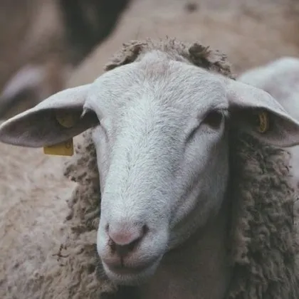 Великденската трапеза: Ще има ли българско агнешко, а колко ще платим?