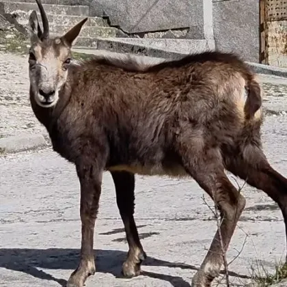 Близка среща: Родопчанин се натъкна на "еднорог" край блок ВИДЕО