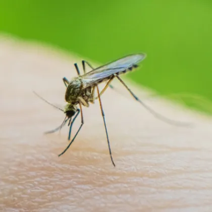 Пловдивчанка се зарази с Чикунгуня