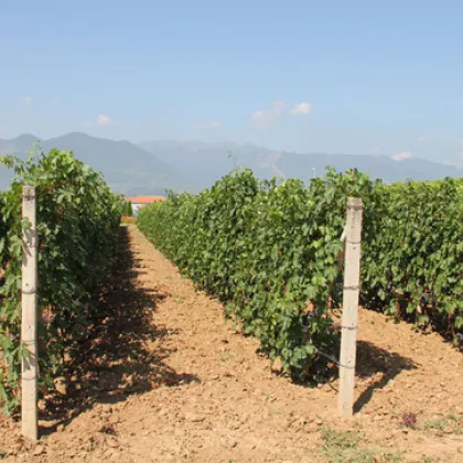 Поставиха лозов масив във Велико Търново под карантина