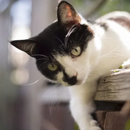 Жестокост без граници: Масово тровят кучета и котки в Хисаря и региона