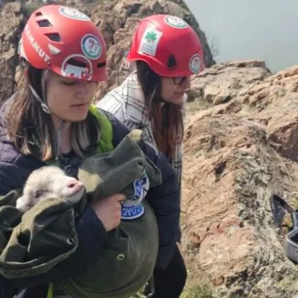 Извадиха агънцето и овцата, блокирани на скална козирка над пропаст