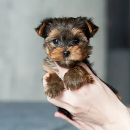 Столичанка стана свидетел на грозна сцена - мъж удря малко кученце