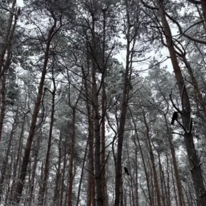 Трагедия в Германия: 19-годишна украинка е убита в гора