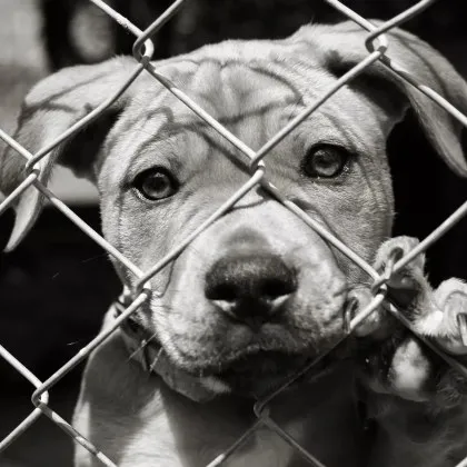 Ръст на регистрираните случаи за насилие над животни