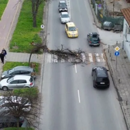 Дърво руха върху "зебра" на булевард в Пловдив СНИМКА
