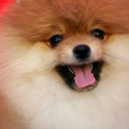 Хаос в парка! Кученце остана без око при свада, издирват човек ВИДЕО