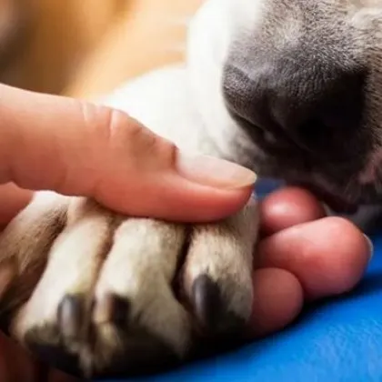 Разхвърляха отрова из село край Пловдив, загина куче