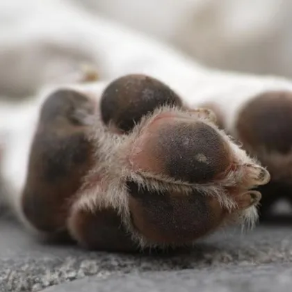 Садизъм в с. Беленци: Откриха куче с отрязани крака и уши