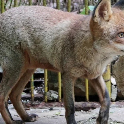 Жестокост! Откриха убита лисица, вързана за контейнер