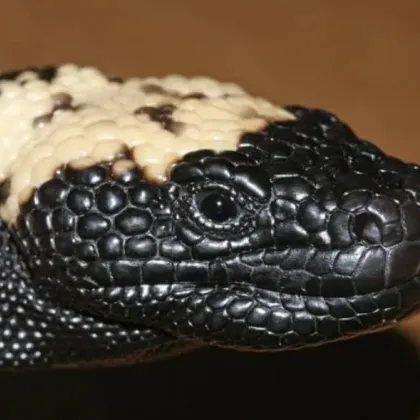 Каква е връзката между чудовището Гила и Ozempic?