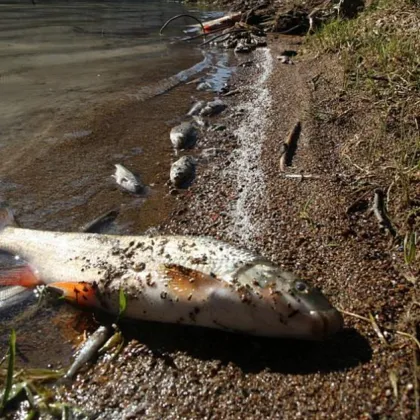 Задържаният за отравянето на тонове риба в Карловско остава за постоянно в ареста