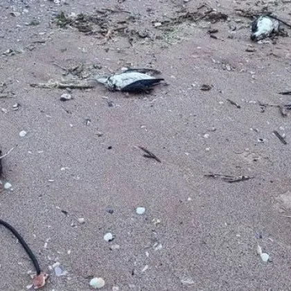 Ужасът по Черноморието: Над 300 са измрелите буревестници, загинали са и 9 делфина