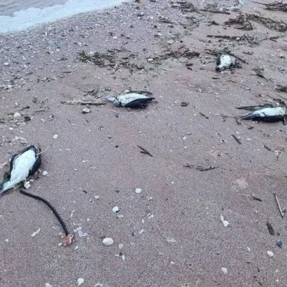 Започна проверка заради стотиците мъртви буревестници, открити по Черноморието