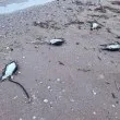 Започна проверка заради стотиците мъртви буревестници, открити по Черноморието