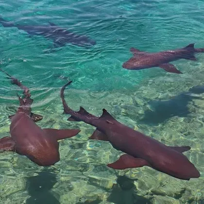 Акули поглъщат наркотици на Бахамите: не се знае как могат да повлияят на поведението им